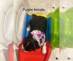 Small #4 Portuguese Water Dog