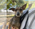 Small Photo #1 Chihuahua Puppy For Sale in Ojai, CA, USA