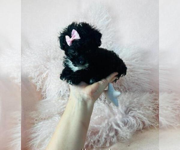 Medium Photo #10 Poodle (Toy) Puppy For Sale in ALEXANDRIA, VA, USA