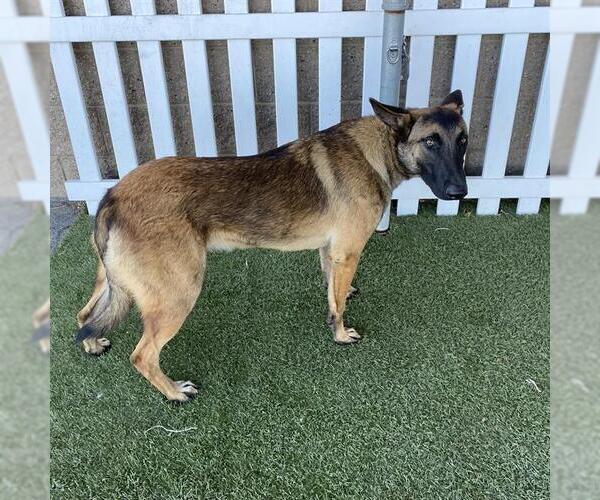 Medium Photo #1 Mutt Puppy For Sale in Modesto, CA, USA