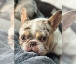 Small Photo #1 French Bulldog Puppy For Sale in SPRING HILL, FL, USA