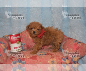 Poodle (Toy) Puppy for sale in SANGER, TX, USA