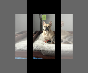 Mother of the French Bulldog puppies born on 03/13/2026