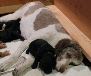 Mother of the Poodle (Standard) puppies born on 07/25/2023