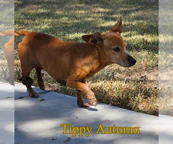 Medium Photo #14 Dachshund Puppy For Sale in San Antonio, TX, USA