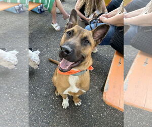 Mutt Dogs for adoption in Minneapolis, MN, USA