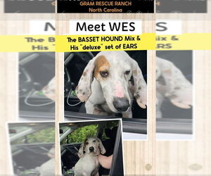 American Foxhound-Basset Hound Mix Dogs for adoption in Winston Salem, NC, USA