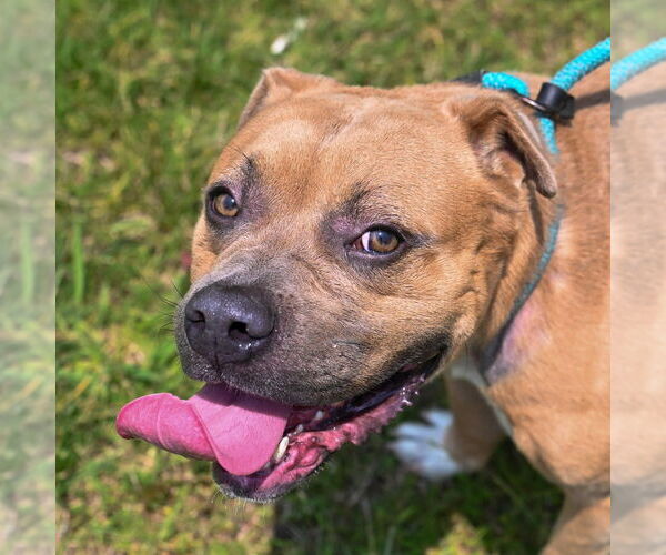 Medium Photo #6 American Pit Bull Terrier Puppy For Sale in Glen Allen, VA, USA