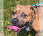 Small #5 American Pit Bull Terrier