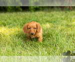 Small #6 Dachshund