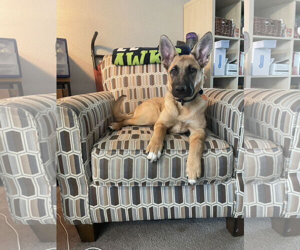 Medium Photo #7 German Shepherd Dog Puppy For Sale in Seattle, WA, USA