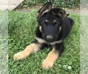 German Shepherd Dog Puppy for sale in NORTH WARREN, PA, USA