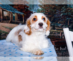 Puppy Ziggy Cavapoo