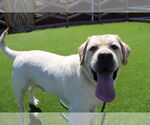 Small #1 Labrador Retriever