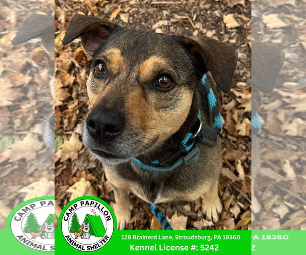 Medium Photo #6 Mutt Puppy For Sale in Stroudsburg, PA, USA