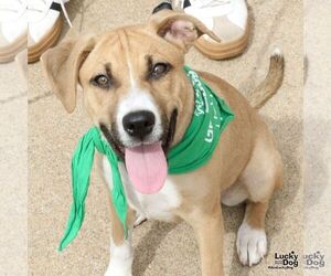 Eclair - Female Labrador Retriever-Unknown Mix Dog for Adoption - Photo #8