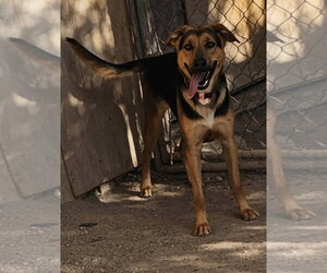 Charlee - Female German Shepherd Dog-Unknown Mix Dog for Adoption - Photo #3