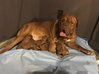 Mother of the Dogue de Bordeaux puppies born on 12/04/2018