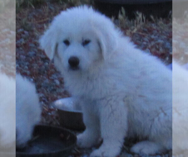Medium Photo #1 Great Pyrenees Puppy For Sale in PAHRUMP, NV, USA