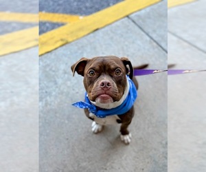 Bulldog-Unknown Mix Dogs for adoption in Shermans Dale, PA, USA