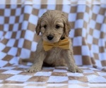 Small #7 Goldendoodle