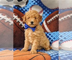 Poodle (Miniature) Puppy for sale in KIRKWOOD, PA, USA