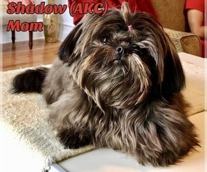 Mother of the Shih Tzu puppies born on 10/08/2020