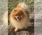Small #3 Pomeranian