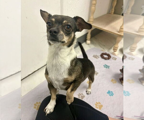 Medium Photo #5 Chiweenie Puppy For Sale in phoenix, AZ, USA