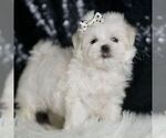 Small #2 Maltese