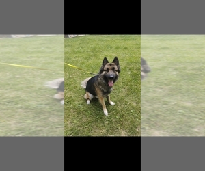 German Shepherd Dog-Siberian Husky Mix Dogs for adoption in INGLESIDE, IL, USA