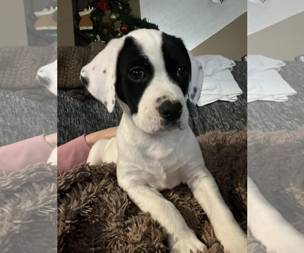 Medium Photo #4 Mutt Puppy For Sale in Germantown, OH, USA