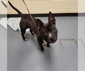 American Staffordshire Terrier-Unknown Mix Dogs for adoption in Denver, CO, USA