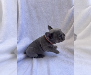 Medium French Bulldog