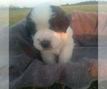 Small Photo #11 Saint Bernard Puppy For Sale in SPENCERVILLE, IN, USA