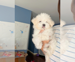 Maltipoo Puppy - Female Maltipoo (Toy) Puppy for Sale - Small photo
