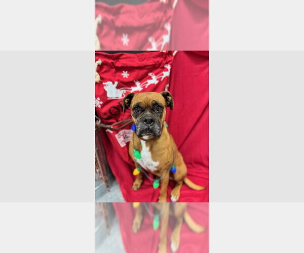 Medium Photo #4 Boxer Puppy For Sale in Austin, TX, USA