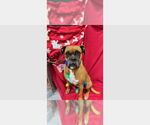 Small #3 Boxer