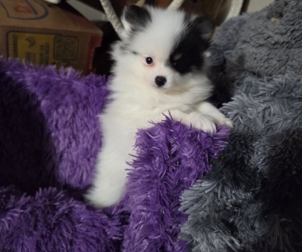 Medium Photo #1 Pomeranian Puppy For Sale in SPOTSYLVANIA, VA, USA