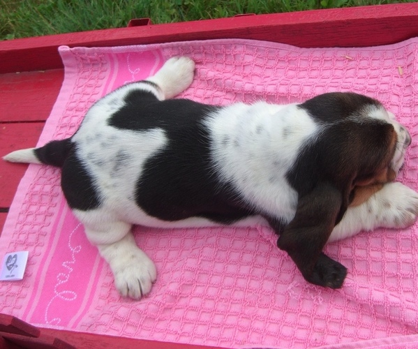 Medium Photo #16 Basset Hound Puppy For Sale in ORRVILLE, OH, USA