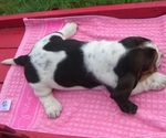 Small Photo #16 Basset Hound Puppy For Sale in ORRVILLE, OH, USA