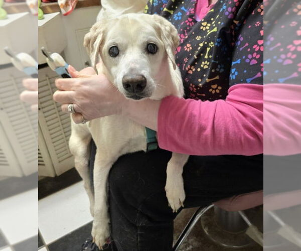 Medium Photo #5 Cheagle Puppy For Sale in Winston Salem, NC, USA