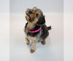 Small #2 Silky Terrier Mix