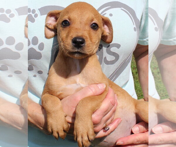 Medium Photo #2 Retriever -Unknown Mix Puppy For Sale in Prattville, AL, USA