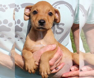 Tiny Tina 44227 - Female Retriever -Unknown Mix Dog for Adoption - Photo #2