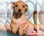 Small Photo #2 Retriever -Unknown Mix Puppy For Sale in Prattville, AL, USA