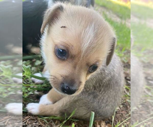Medium Photo #3 Mutt Puppy For Sale in Pacolet, SC, USA