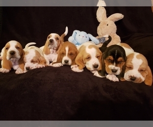 Basset Hound Puppy for sale in CLAREMORE, OK, USA