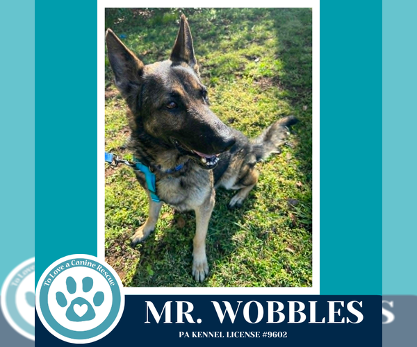 Medium Photo #1 German Shepherd Dog Puppy For Sale in Kimberton, PA, USA