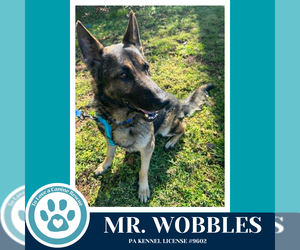 German Shepherd Dog Dogs for adoption in Kimberton, PA, USA